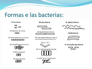 Formas e las bacterias:
 