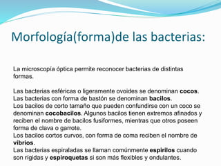 Morfología(forma)de las bacterias:
La microscopía óptica permite reconocer bacterias de distintas
formas.
Las bacterias esféricas o ligeramente ovoides se denominan cocos.
Las bacterias con forma de bastón se denominan bacilos.
Los bacilos de corto tamaño que pueden confundirse con un coco se
denominan cocobacilos. Algunos bacilos tienen extremos afinados y
reciben el nombre de bacilos fusiformes, mientras que otros poseen
forma de clava o garrote.
Los bacilos cortos curvos, con forma de coma reciben el nombre de
vibrios.
Las bacterias espiraladas se llaman comúnmente espirilos cuando
son rígidas y espiroquetas si son más flexibles y ondulantes.
 