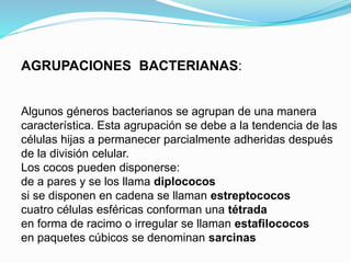 AGRUPACIONES BACTERIANAS:
Algunos géneros bacterianos se agrupan de una manera
característica. Esta agrupación se debe a la tendencia de las
células hijas a permanecer parcialmente adheridas después
de la división celular.
Los cocos pueden disponerse:
de a pares y se los llama diplococos
si se disponen en cadena se llaman estreptococos
cuatro células esféricas conforman una tétrada
en forma de racimo o irregular se llaman estafilococos
en paquetes cúbicos se denominan sarcinas
 