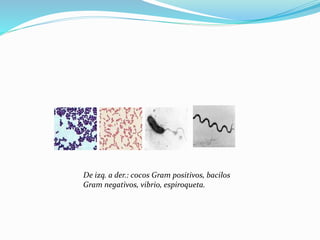 De izq. a der.: cocos Gram positivos, bacilos
Gram negativos, vibrio, espiroqueta.
 