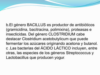 b.El género BACILLUS es productor de antibióticos
(gramicidina, bacitracina, polimixina), proteasas e
insecticidas. Del género CLOSTRIDIUM cabe
destacar Clostridium acetobutylicum que puede
fermentar los azúcares originando acetona y butanol.
c .Las bacterias del ÁCIDO LÁCTICO incluyen, entre
otras, las especies de los géneros Streptococcus y
Lactobacillus que producen yogur.
 