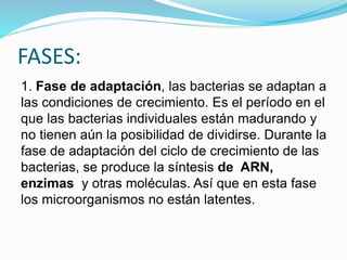 FASES:
1. Fase de adaptación, las bacterias se adaptan a
las condiciones de crecimiento. Es el período en el
que las bacterias individuales están madurando y
no tienen aún la posibilidad de dividirse. Durante la
fase de adaptación del ciclo de crecimiento de las
bacterias, se produce la síntesis de ARN,
enzimas y otras moléculas. Así que en esta fase
los microorganismos no están latentes.
 