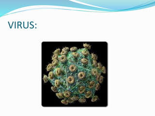 VIRUS:
 