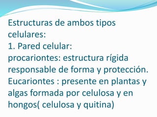 Estructuras de ambos tipos
celulares:
1. Pared celular:
procariontes: estructura rígida
responsable de forma y protección.
Eucariontes : presente en plantas y
algas formada por celulosa y en
hongos( celulosa y quitina)
 