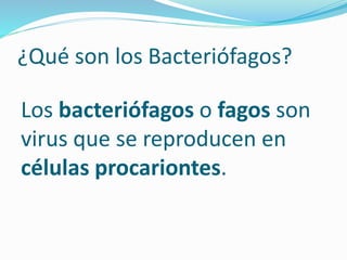 ¿Qué son los Bacteriófagos?
Los bacteriófagos o fagos son
virus que se reproducen en
células procariontes.
 