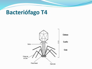 Bacteriófago T4
 