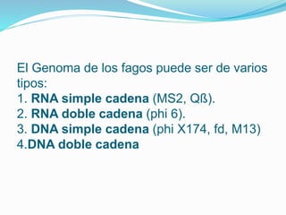 El Genoma de los fagos puede ser de varios
tipos:
1. RNA simple cadena (MS2, Qß).
2. RNA doble cadena (phi 6).
3. DNA simple cadena (phi X174, fd, M13)
4.DNA doble cadena
 