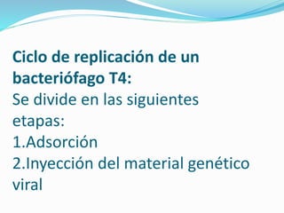 Ciclo de replicación de un
bacteriófago T4:
Se divide en las siguientes
etapas:
1.Adsorción
2.Inyección del material genético
viral
 