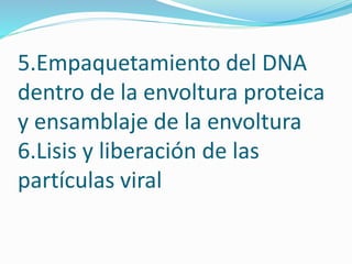 5.Empaquetamiento del DNA
dentro de la envoltura proteica
y ensamblaje de la envoltura
6.Lisis y liberación de las
partículas viral
 