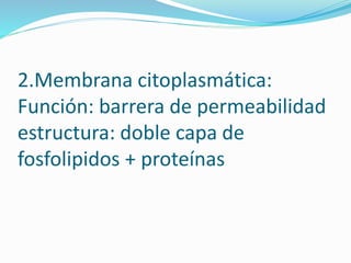 2.Membrana citoplasmática:
Función: barrera de permeabilidad
estructura: doble capa de
fosfolipidos + proteínas
 