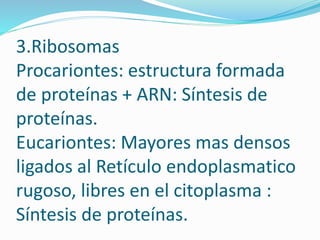 3.Ribosomas
Procariontes: estructura formada
de proteínas + ARN: Síntesis de
proteínas.
Eucariontes: Mayores mas densos
ligados al Retículo endoplasmatico
rugoso, libres en el citoplasma :
Síntesis de proteínas.
 
