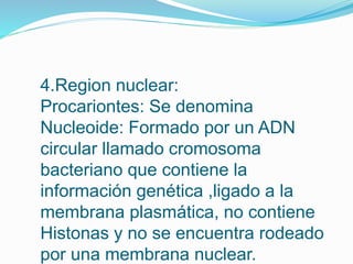 4.Region nuclear:
Procariontes: Se denomina
Nucleoide: Formado por un ADN
circular llamado cromosoma
bacteriano que contiene la
información genética ,ligado a la
membrana plasmática, no contiene
Histonas y no se encuentra rodeado
por una membrana nuclear.
 