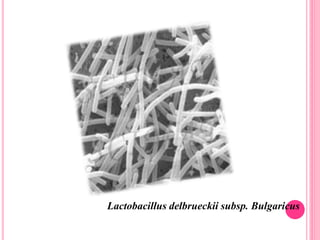 Lactobacillus delbrueckii subsp. Bulgaricus
 