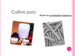 Cultivo puro
Starter de Lactobacillus bulgaricus
 