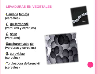 LEVADURAS EN VEGETALES
•Candida famata
(cereales)
•C. guillermondii
(verduras y cereales)
•C. sake
(verduras)
•Saccharomyces sp.
(verduras y cereales)
•S. cerevisiae
(cereales)
•Torulospora delbrueckii
(cereales)
 