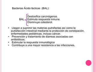 Bacterias Ácido lácticas (BAL):
Destoxifica carcinógenos.
BAL Estimula respuesta inmune.
Disminuye colesterol.
• Llegan a suprimir las materias putrefactas así como la
putrefacción intestinal mediante la protección de constipación,
enfermedades pediátricas, incluso cáncer.
• Prevención y tratamiento de diarreas asociadas con
antibióticos;
• Estimular la respuesta inmunológica
• Contribuye a una mayor resistencia a las infecciones.
 