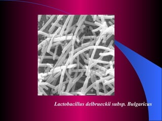 Lactobacillus delbrueckii subsp. Bulgaricus 