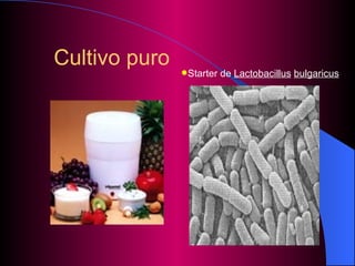 Cultivo puro Starter de  Lactobacillus   bulgaricus 