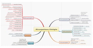 Mapa mental de Microorganismos y sus Patologías