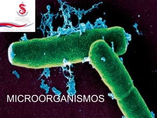 MICROORGANISMOS
 