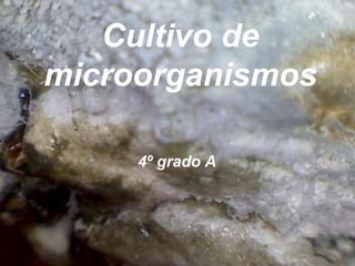 Cultivo de
microorganismos

     4º grado A
 