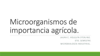 Microorganismos de
importancia agrícola.
LAURA C. HOLGUÍN STERLING.
6TO. SEMESTRE
MICROBIOLOGÍA INDUSTRIAL.
 