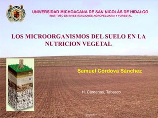 Samuel Córdova Sánchez
13/05/2013
H. Cárdenas, Tabasco
UNIVERSIDAD MICHOACANA DE SAN NICOLÁS DE HIDALGO
INSTITUTO DE INVESTIGACIONES AGROPECUARIA Y FORESTAL
LOS MICROORGANISMOS DEL SUELO EN LA
NUTRICION VEGETAL
 