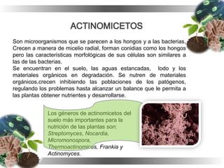 Son microorganismos que se parecen a los hongos y a las bacterias.
Crecen a manera de micelio radial, forman conidias como los hongos
pero las características morfológicas de sus células son similares a
las de las bacterias.
Se encuentran en el suelo, las aguas estancadas, lodo y los
materiales orgánicos en degradación. Se nutren de materiales
orgánicos,crecen inhibiendo las poblaciones de los patógenos,
regulando los problemas hasta alcanzar un balance que le permita a
las plantas obtener nutrientes y desarrollarse.
Los géneros de actinomicetos del
suelo más importantes para la
nutrición de las plantas son:
Streptomyces, Nocardia,
Micromonospora,
Thermoactinomices, Frankia y
Actinomyces.
 