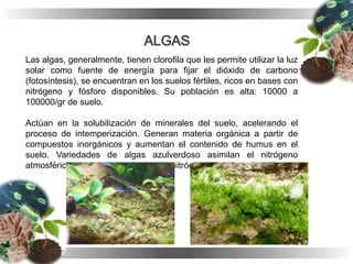 Las algas, generalmente, tienen clorofila que les permite utilizar la luz
solar como fuente de energía para fijar el dióxido de carbono
(fotosíntesis), se encuentran en los suelos fértiles, ricos en bases con
nitrógeno y fósforo disponibles. Su población es alta: 10000 a
100000/gr de suelo.
Actúan en la solubilización de minerales del suelo, acelerando el
proceso de intemperización. Generan materia orgánica a partir de
compuestos inorgánicos y aumentan el contenido de humus en el
suelo. Variedades de algas azulverdoso asimilan el nitrógeno
atmosférico, aumentando el tenor de nitrógeno en los suelos.
 