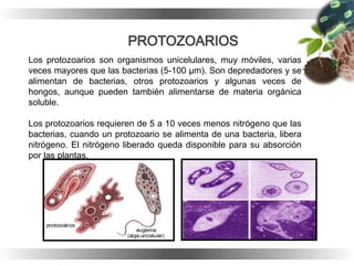 Los protozoarios son organismos unicelulares, muy móviles, varias
veces mayores que las bacterias (5-100 μm). Son depredadores y se
alimentan de bacterias, otros protozoarios y algunas veces de
hongos, aunque pueden también alimentarse de materia orgánica
soluble.
Los protozoarios requieren de 5 a 10 veces menos nitrógeno que las
bacterias, cuando un protozoario se alimenta de una bacteria, libera
nitrógeno. El nitrógeno liberado queda disponible para su absorción
por las plantas.
 