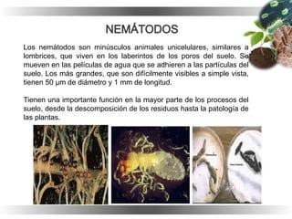 Los nemátodos son minúsculos animales unicelulares, similares a
lombrices, que viven en los laberintos de los poros del suelo. Se
mueven en las películas de agua que se adhieren a las partículas del
suelo. Los más grandes, que son difícilmente visibles a simple vista,
tienen 50 μm de diámetro y 1 mm de longitud.
Tienen una importante función en la mayor parte de los procesos del
suelo, desde la descomposición de los residuos hasta la patología de
las plantas.
 