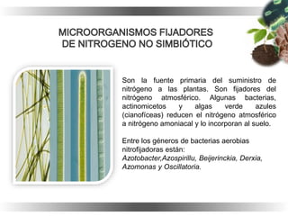 Son la fuente primaria del suministro de
nitrógeno a las plantas. Son fijadores del
nitrógeno atmosférico. Algunas bacterias,
actinomicetos y algas verde azules
(cianofíceas) reducen el nitrógeno atmosférico
a nitrógeno amoniacal y lo incorporan al suelo.
Entre los géneros de bacterias aerobias
nitrofijadoras están:
Azotobacter,Azospirillu, Beijerinckia, Derxia,
Azomonas y Oscillatoria.
 
