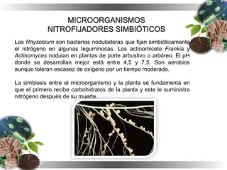 Los Rhyzobium son bacterias noduladoras que fijan simbióticamente
el nitrógeno en algunas leguminosas. Los actinomiceto Frankia y
Actinomyces nodulan en plantas de porte arbustivo o arbóreo. El pH
donde se desarrollan mejor está entre 4,5 y 7,5. Son aerobios
aunque toleran escasez de oxígeno por un tiempo moderado.
La simbiosis entre el microorganismo y la planta se fundamenta en
que el primero recibe carbohidratos de la planta y este le suministra
nitrógeno después de su muerte.
 