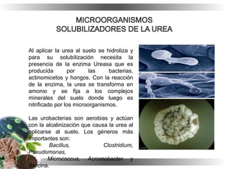 Al aplicar la urea al suelo se hidroliza y
para su solubilización necesita la
presencia de la enzima Ureasa que es
producida por las bacterias,
actinomicetos y hongos. Con la reacción
de la enzima, la urea se transforma en
amonio y se fija a los complejos
minerales del suelo donde luego es
nitrificado por los microorganismos.
Las urobacterias son aerobias y actúan
con la alcalinización que causa la urea al
aplicarse al suelo. Los géneros más
importantes son:
Bacillus, Clostridium,
Pseudomonas,
Micrococcus, Acromobacter y
Sarcina.
 