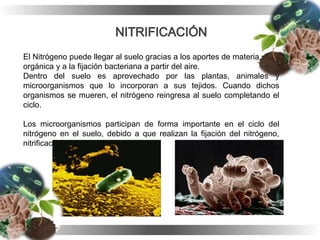 El Nitrógeno puede llegar al suelo gracias a los aportes de materia
orgánica y a la fijación bacteriana a partir del aire.
Dentro del suelo es aprovechado por las plantas, animales y
microorganismos que lo incorporan a sus tejidos. Cuando dichos
organismos se mueren, el nitrógeno reingresa al suelo completando el
ciclo.
Los microorganismos participan de forma importante en el ciclo del
nitrógeno en el suelo, debido a que realizan la fijación del nitrógeno,
nitrificación y desnitrificación.
 