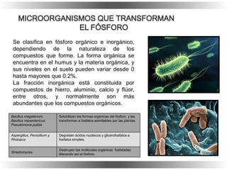 Se clasifica en fósforo orgánico e inorgánico,
dependiendo de la naturaleza de los
compuestos que forme. La forma orgánica se
encuentra en el humus y la materia orgánica, y
sus niveles en el suelo pueden variar desde 0
hasta mayores que 0.2%.
La fracción inorgánica está constituida por
compuestos de hierro, aluminio, calcio y flúor,
entre otros, y normalmente son más
abundantes que los compuestos orgánicos.
Bacillus megaterium,
Bacillus mesentericus,
Pseudomona putida
Solubilizan las formas orgánicas del fósforo y las
transforman a fosfatos asimilables por las plantas.
Aspergillus, Penicillium y
Rhizopus
Degradan ácidos nucleicos y glicerofosfatos a
fosfatos simples.
Streptomyces
Destruyen las moléculas orgánicas fosfatadas
liberando así el fósforo.
 