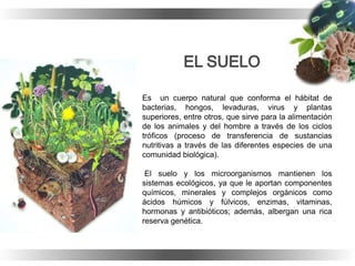 Es un cuerpo natural que conforma el hábitat de
bacterias, hongos, levaduras, virus y plantas
superiores, entre otros, que sirve para la alimentación
de los animales y del hombre a través de los ciclos
tróficos (proceso de transferencia de sustancias
nutritivas a través de las diferentes especies de una
comunidad biológica).
El suelo y los microorganismos mantienen los
sistemas ecológicos, ya que le aportan componentes
químicos, minerales y complejos orgánicos como
ácidos húmicos y fúlvicos, enzimas, vitaminas,
hormonas y antibióticos; además, albergan una rica
reserva genética.
 