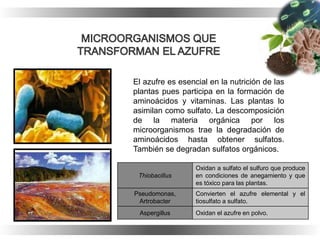 El azufre es esencial en la nutrición de las
plantas pues participa en la formación de
aminoácidos y vitaminas. Las plantas lo
asimilan como sulfato. La descomposición
de la materia orgánica por los
microorganismos trae la degradación de
aminoácidos hasta obtener sulfatos.
También se degradan sulfatos orgánicos.
Thiobacillus
Oxidan a sulfato el sulfuro que produce
en condiciones de anegamiento y que
es tóxico para las plantas.
Pseudomonas,
Artrobacter
Convierten el azufre elemental y el
tiosulfato a sulfato.
Aspergillus Oxidan el azufre en polvo.
 