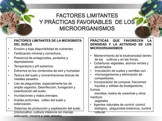FACTORES LIMITANTES DE LA MICROBIOTA
DEL SUELO
• Erosión y baja disponibilidad de nutrientes
• Fertilización mineral y correctivos.
• Presencia de antagonistas, parásitos y
depredadores
• Temperatura y pH extremos.
• Extremos en los contenidos de aire y humedad
• Textura del suelo y concentraciones tóxicas de
metales pesados.
• Uso de plaguicidas, especialmente los de
amplio espectro. Desinfección, fumigación y
esterilización del suelo.
• Inundaciones y malos drenajes.
• Aradas profundas, volteo del suelo y
solarización.
• Sistemas de producción y explotación del suelo
(monocultivo, cultivos intesivos sin manejo
adecuado, minería a cielo abierto).
PRÁCTICAS QUE FAVORECEN LA
DENSIDAD Y LA ACTIVIDAD DE LOS
MICROORGANISMOS
• Mantenimiento de la biodiversidad dentro
de los cultivos y en las fincas.
• Coberturas vegetales, abonos verdes y
alcolchados
• Inoculación de suelos y semillas con
• microorganismos y eliminación de
competidores.
• Incorporación de compost, fracciones
líquidas y sólidas de biodigestores,
humos,
excretas, restos de cosechas y otros
residuos
vegetales
• Agentes naturales de control: control
biológico, plaguicidas botánicos, control
cultural.
 