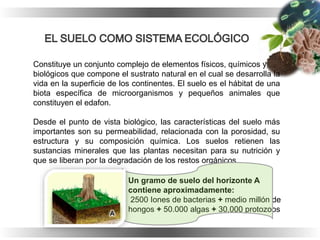 Constituye un conjunto complejo de elementos físicos, químicos y
biológicos que compone el sustrato natural en el cual se desarrolla la
vida en la superficie de los continentes. El suelo es el hábitat de una
biota específica de microorganismos y pequeños animales que
constituyen el edafon.
Desde el punto de vista biológico, las características del suelo más
importantes son su permeabilidad, relacionada con la porosidad, su
estructura y su composición química. Los suelos retienen las
sustancias minerales que las plantas necesitan para su nutrición y
que se liberan por la degradación de los restos orgánicos.
Un gramo de suelo del horizonte A
contiene aproximadamente:
2500 Iones de bacterias + medio millón de
hongos + 50.000 algas + 30.000 protozoos
 