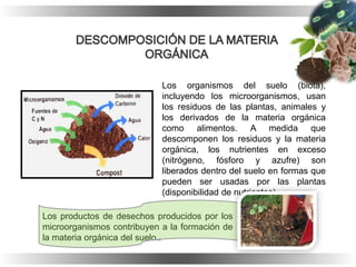 Los organismos del suelo (biota),
incluyendo los microorganismos, usan
los residuos de las plantas, animales y
los derivados de la materia orgánica
como alimentos. A medida que
descomponen los residuos y la materia
orgánica, los nutrientes en exceso
(nitrógeno, fósforo y azufre) son
liberados dentro del suelo en formas que
pueden ser usadas por las plantas
(disponibilidad de nutrientes).
Los productos de desechos producidos por los
microorganismos contribuyen a la formación de
la materia orgánica del suelo..
 