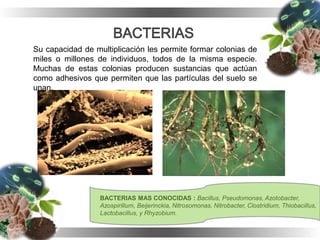 Su capacidad de multiplicación les permite formar colonias de
miles o millones de individuos, todos de la misma especie.
Muchas de estas colonias producen sustancias que actúan
como adhesivos que permiten que las partículas del suelo se
unan.
BACTERIAS MAS CONOCIDAS : Bacillus, Pseudomonas, Azotobacter,
Azospirillum, Beijerinckia, Nitrosomonas, Nitrobacter, Clostridium, Thiobacillus,
Lactobacillus, y Rhyzobium.
 