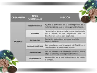 ORGANISMO
TIPOS
FUNCIONALES
FUNCIÓN
BACTERIAS
DESCOMPONEDORAS
Ayudan y participan en la desintegración de la
materia orgánica, para su reincorporación al suelo.
PATÓGENAS
Causan daño a las raíces de las plantas. Las bacterias
por si mismas no son perjudiciales pero sus
desechos son nocivos para las plantas.
MUTUALISTAS
Asociación existente en un mutuo beneficio
llamado simbiosis.
QUIMIOAUTOTRÓFICOS
Son importantes en el proceso de nitrificación en el
cual el amonio se convierte en nitratos
CIANOBACTERIAS
Son los primeros que infectan los residuos, ayudan
a fijar el carbono y el nitrógeno atmosférico.
ACTINOMICETOS
Responsable por el olor mohoso rancio del suelo y
el compost.
 