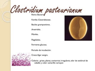 Clostridium pasteurianumReino: Bacteria.
Familia: Clostridiaceae.
Bacilos grampositivos.
Anaerobia.
Móviles.
Flagelados.
F...
