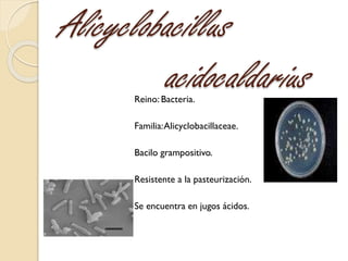 Alicyclobacillus
acidocaldariusReino: Bacteria.
Familia:Alicyclobacillaceae.
Bacilo grampositivo.
Resistente a la pasteuri...