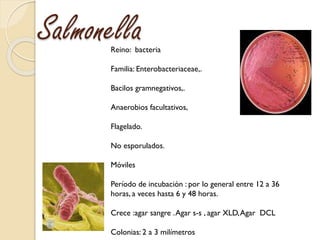 SalmonellaReino: bacteria
Familia: Enterobacteriaceae,.
Bacilos gramnegativos,.
Anaerobios facultativos,
Flagelado.
No esp...