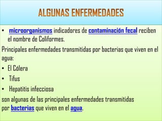 • microorganismos indicadores de contaminación fecal reciben
el nombre de Coliformes.
Principales enfermedades transmitidas por bacterias que viven en el
agua:
• El Cólera
• Tifus
• Hepatitis infecciosa
son algunas de las principales enfermedades transmitidas
por bacterias que viven en el agua.

 