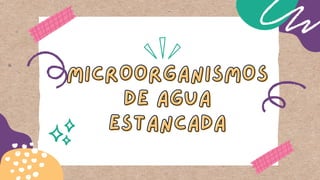 MICROORGANISMOS
MICROORGANISMOS
DE AGUA
DE AGUA
ESTANCADA
ESTANCADA
 