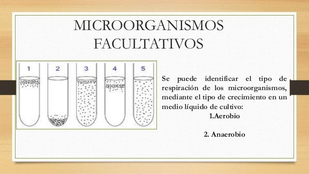 AEROBIOS FACULTATIVOS EBOOK AEROBIOS FACULTATIVOS EBOOK