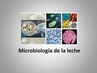 Microbiología de la leche
 